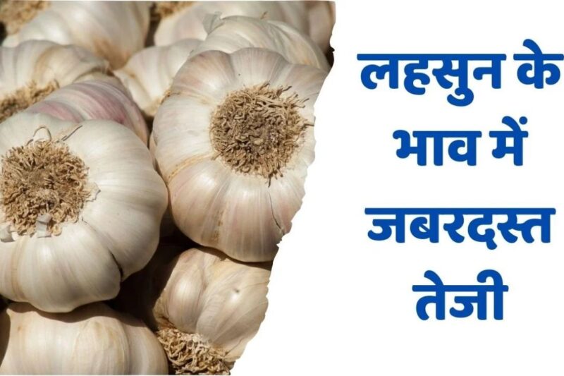 Lahsun Mandi Bhav 21 April 2026: देशभर में औसत 12700 रुपये प्रति क्विंटल के आसपास स्थिर तमिलनाडु और नगालैंड में तेजी जबकि पंजाब मध्य प्रदेश में नरमी, जानें आज के ताजा लहसुन मंडी भाव