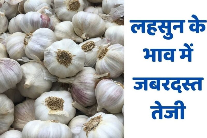 Lahsun Mandi Bhav 3 April 2026: आवक कम होने की वजह से देशभर में बढ़ गए लहसुन के दाम, जानें आज के ताजा लहसुन मंडी भाव