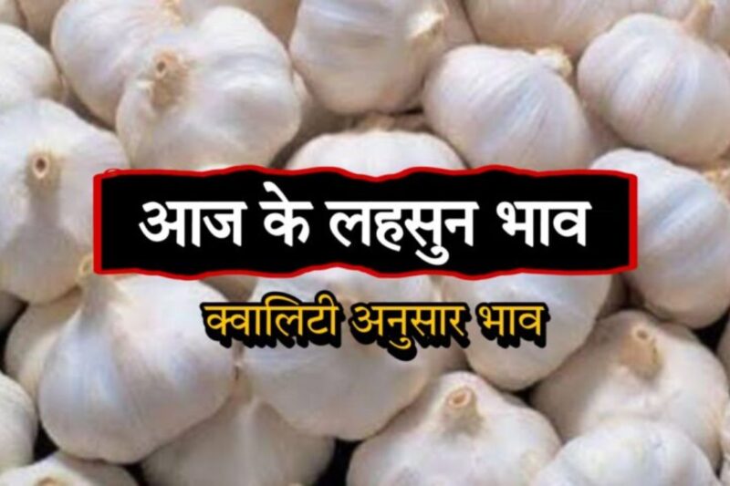 Lahsun Mandi Bhav 7 April 2026: देशभर में औसत भाव 9600-9700 रुपये प्रति क्विंटल के आसपास, कुछ राज्यों में तेजी, आपूर्ति और मांग का संतुलन, किसानों को अच्छे दाम की उम्मीद, जानें आज के ताजा लहसुन मंडी भाव