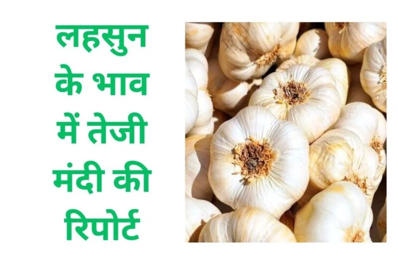 Lahsun Mandi Bhav 8 April 2026: देशभर में औसत रेट 9200 से 14800 रुपये प्रति क्विंटल, तमिलनाडु में 28000 तक पहुंचे दाम, किसानों के लिए अच्छी कमाई का मौका