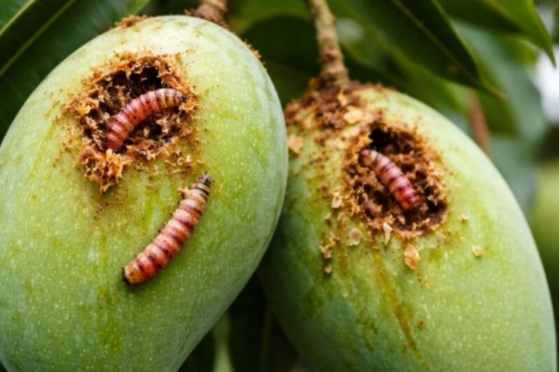 Mango Crop Alert: बारिश की वजह से आम पर मंडरा रहा है ‘रेड बैंडेड बोरर’ का बड़ा खतरा, जरा सी लापरवाही पड़ेगी भारी, ऐसे बचाएं अपनी फसल