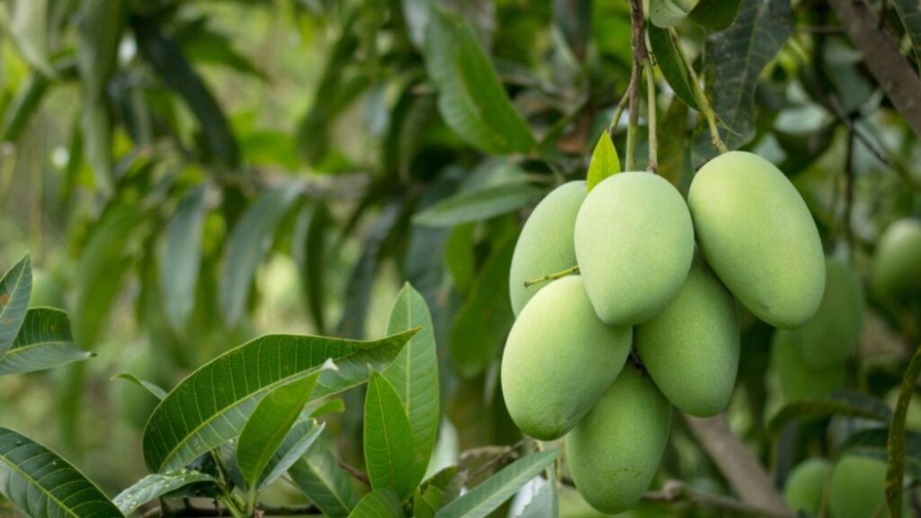 Mango Farming Tips