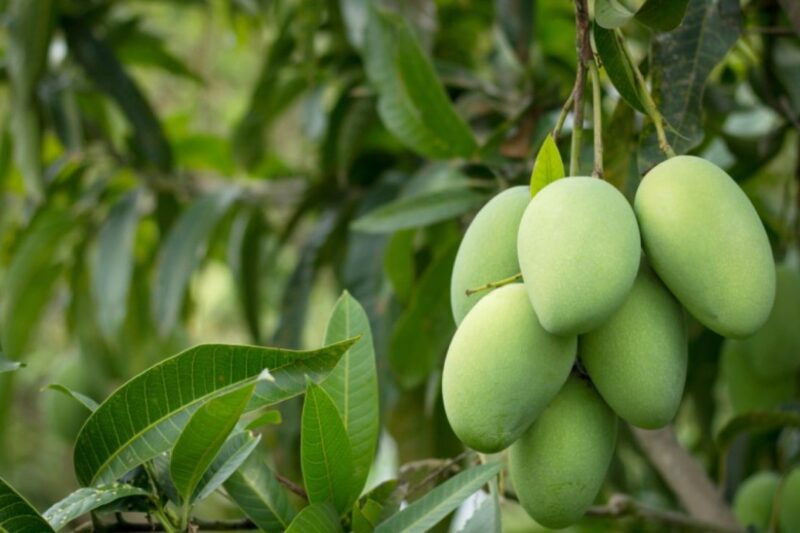 Mango Farming Tips: जलवायु परिवर्तन का असर, आम की पैदावार और मिठास पर मंडराया खतरा, बचाव में करें ये 5 महत्वपूर्ण उपाय, किसान अपनाएं क्लाइमेट स्मार्ट खेती