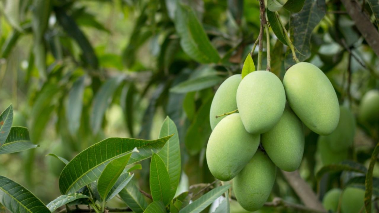 Mango Farming Tips