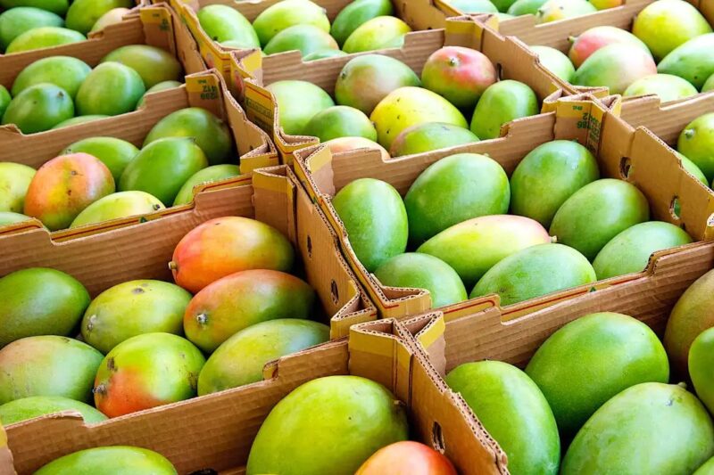 Mango Varieties: भारत के 7 सबसे स्वादिष्ट आम, जानिए कौन सा है ‘आमों का राजा’ अल्फोंसो से केसर तक, स्वाद, खुशबू और मिठास की पूरी रैंकिंग