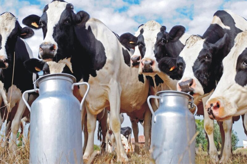 Milk Production in UP: उत्तर प्रदेश में दुग्ध उत्पादन 40 प्रतिशत बढ़ा, देश में पहला स्थान हासिल, योगी सरकार के कार्यकाल में 277 से 388 लाख मीट्रिक टन पहुंचा उत्पादन, महिलाएं बनीं डेयरी क्रांति की ताकत
