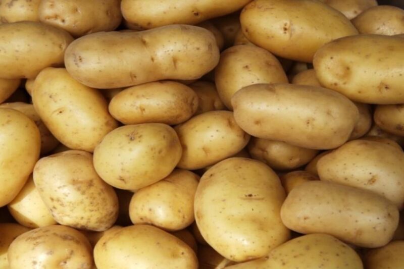 Potato Mandi Bhav 1 April 2026: पश्चिम बंगाल में आलू की कीमतों में भारी गिरावट, ₹2 प्रति किलो तक पहुंचे दाम, लागत न निकलने से दाने-दाने को मोहताज हुए किसान