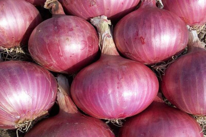 Pyaj Mandi Bhav 21 April 2026: देशभर में औसत भाव 1850 रुपये प्रति क्विंटल के आसपास स्थिर कुछ मंडियों में गिरावट से किसानों को राहत मिली, जानें देश भर की 25 बड़ी मंडियों के आज के प्याज मंडी भाव