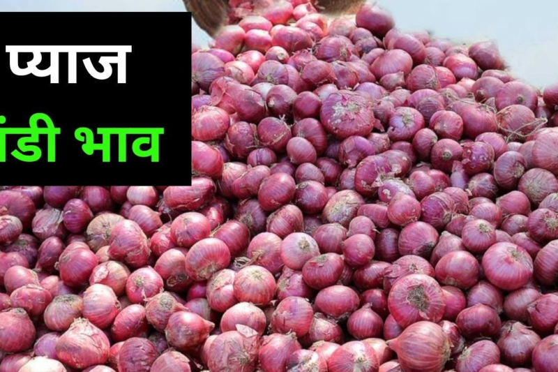 Pyaj Mandi Bhav 6 April 2026: नासिक में 644 रुपये पर स्थिरता बरकरार, सप्ताहांत के बाद आवक 4600 टन, कोल्ड स्टोरेज रणनीति सफल साबित हो रही है, व्यापारियों को जून की तैयारी का संकेत