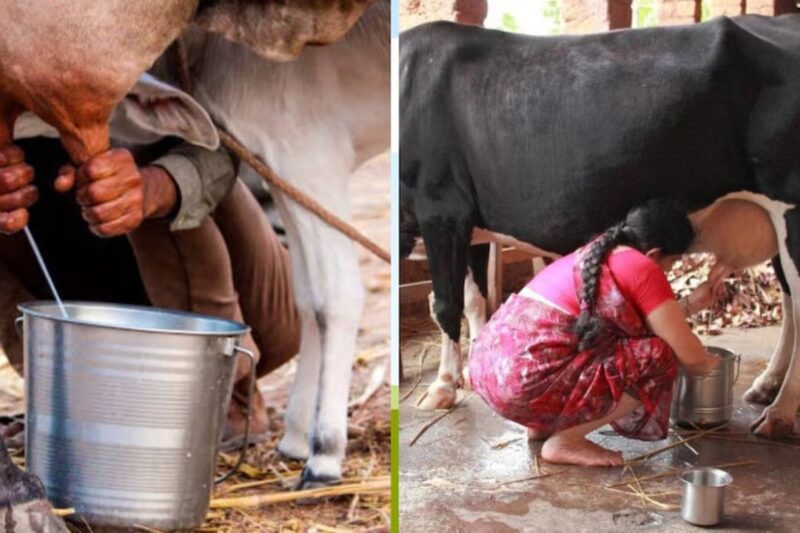 UP Dairy Sector: दूध से दौड़ेगी अर्थव्यवस्था, उत्तर प्रदेश का डेयरी सेक्टर वन ट्रिलियन डॉलर लक्ष्य का गेमचेंजर बनेगा