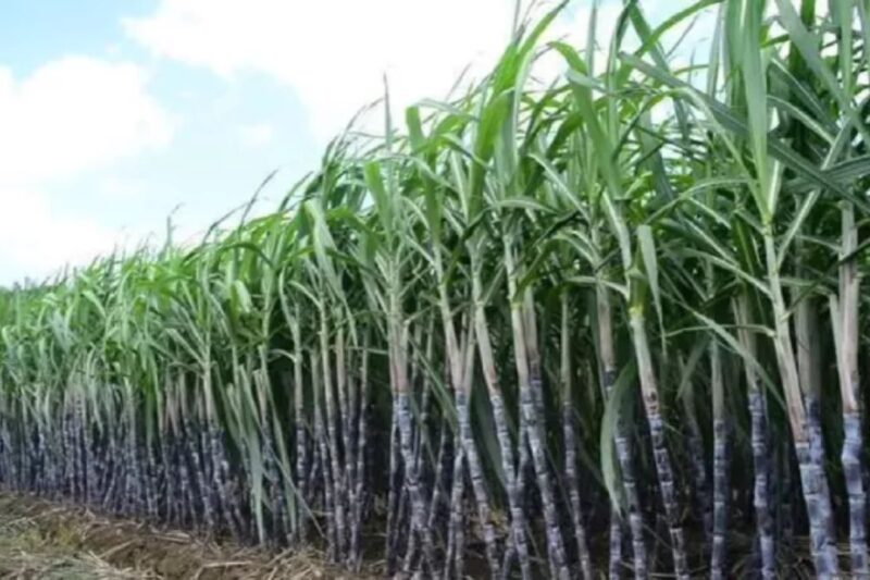 UP Farmer News: MSP की कानूनी गारंटी और 24 घंटे में गन्ना भुगतान, अखिलेश यादव ने किसानों से किए बड़े वादे, गाजियाबाद संवाद में खेती को लाभकारी बनाने का खाका