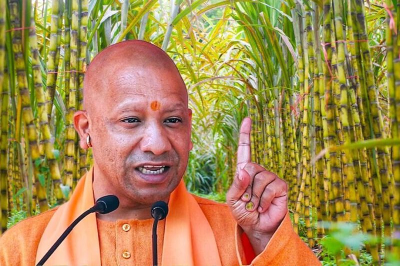 UP Sugarcane Farmers News: उत्तर प्रदेश में गन्ना किसानों की किस्मत चमकी, आय दोगुनी से ज्यादा हुई, रिकॉर्ड भुगतान ने बढ़ाया भरोसा