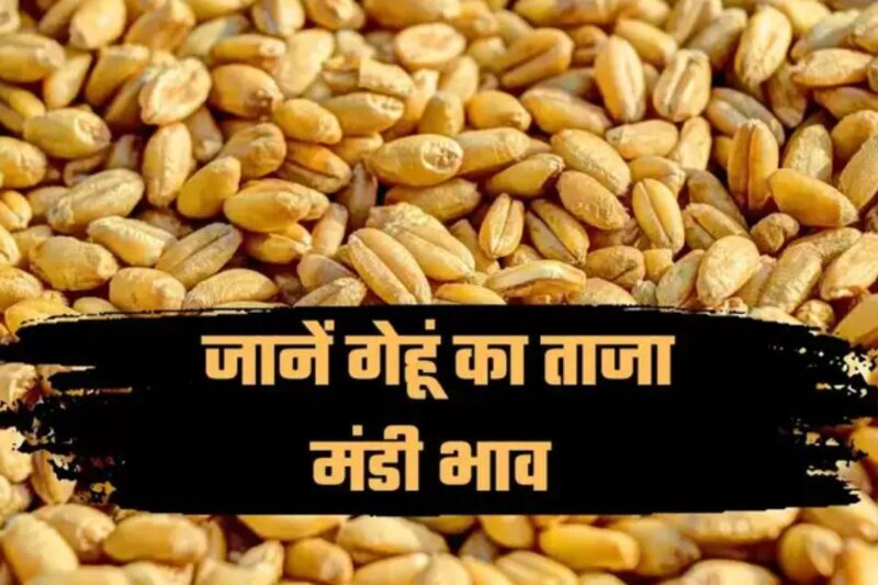 Wheat Mandi Bhav 1 April 2026