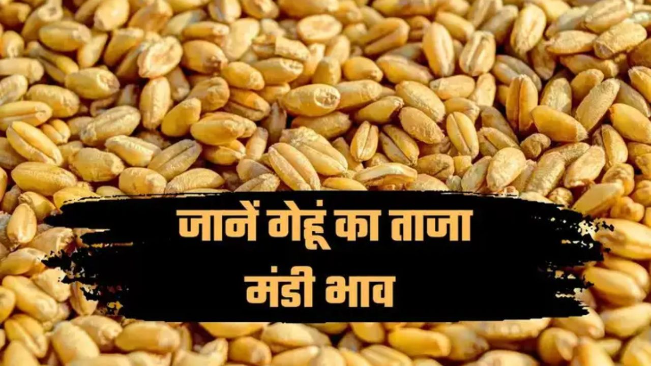 Wheat Mandi Bhav 1 April 2026