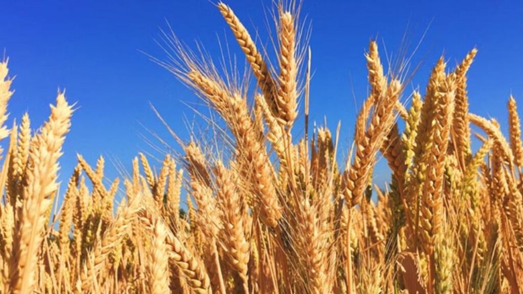 Wheat Mandi Bhav 8 April 2026