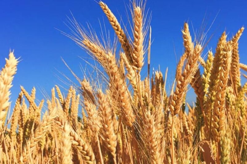 Wheat Mandi Bhav 8 April 2026: पंजाब के लुधियाना में 2440 रुपये तो मध्य प्रदेश के इंदौर में 2295 रुपये, सरकारी केंद्र 87 प्रतिशत तैयार, जानें देश की 25 बड़ी मंडियों में गेहूं के ताजा मंडी भाव