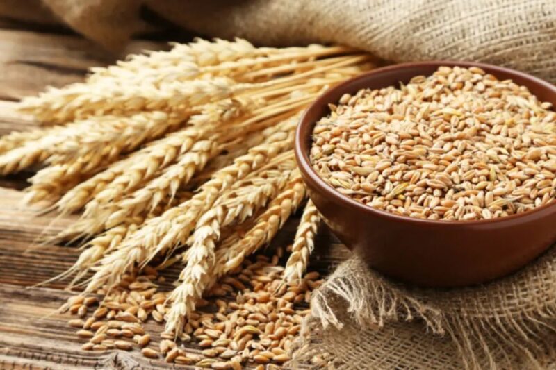 Wheat Procurement: बारिश से खराब गेहूं पर सरकार का बड़ा फैसला, हर किसान का गेहूं खरीदा जाएगा, MSP पर खरीद के साथ गुणवत्ता मानकों में ढील, जानिए पूरी डिटेल