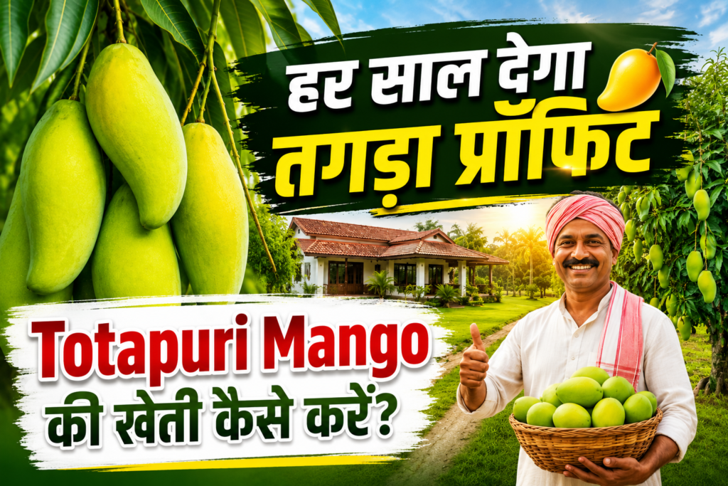 Totapuri Mango Farming