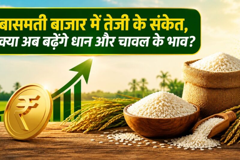 Basmati Price Hike: बासमती बाजार में गिरावट पर लगा ब्रेक, क्या अब तेजी की ओर मुड़ेगा भाव? ग्लोबल ट्रेडिंग से मिल रहे संकेत