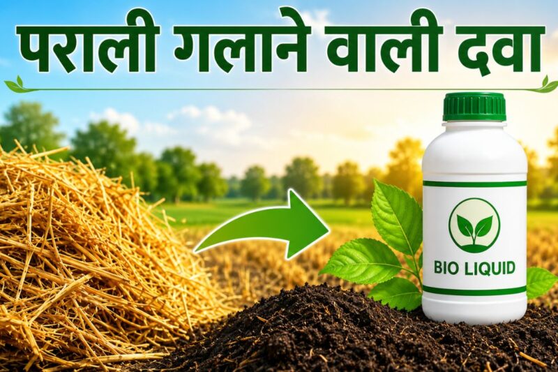 Bio Liquid Fertilizer: पराली संकट का पक्का इलाज, CSSRI लखनऊ ने विकसित किया ‘हेलो केयर’ बायो लिक्विड, 150 रुपये में एक एकड़ पराली बनेगी खाद