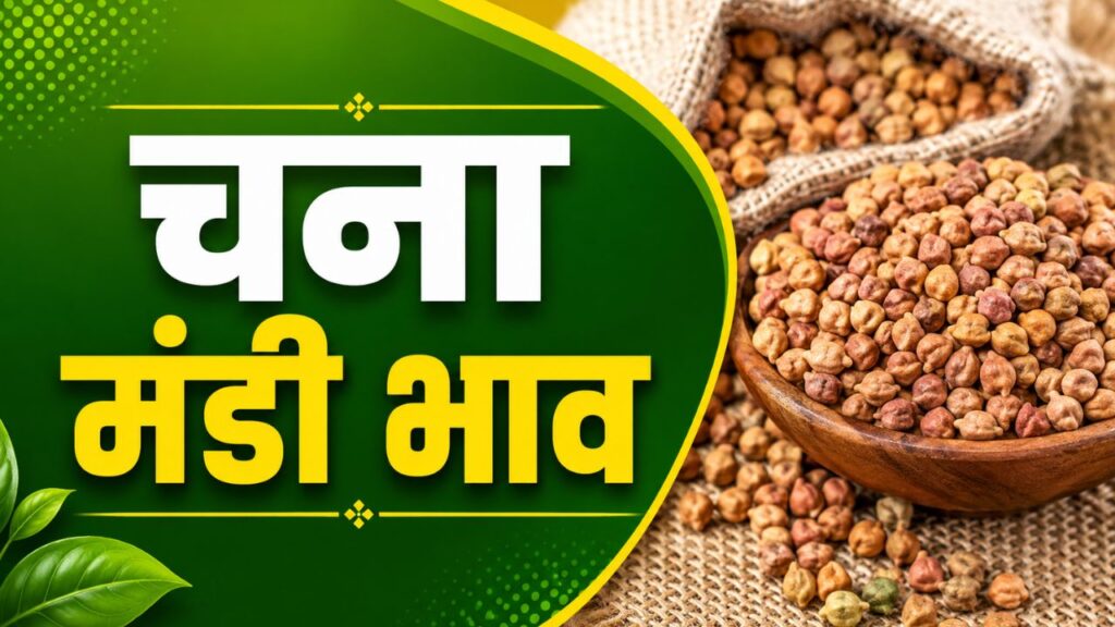 Chana Mandi Bhav 15 May 2026