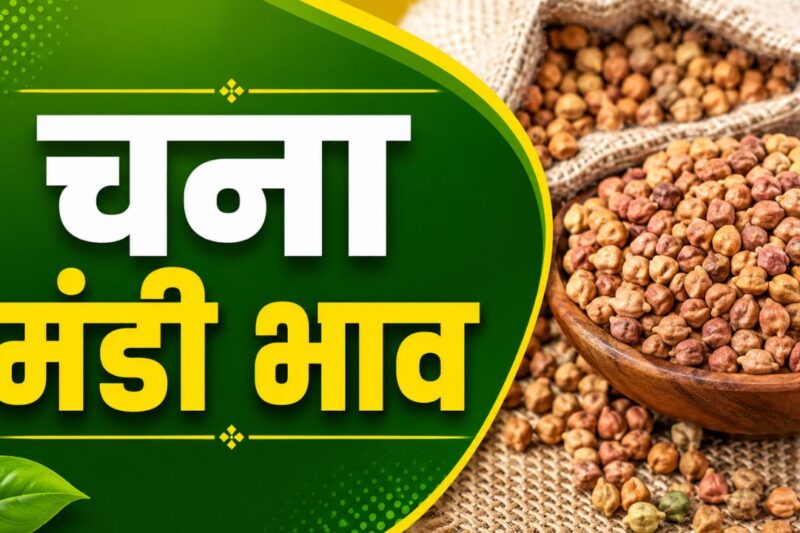 Chana Mandi Bhav 15 May 2026: शुक्रवार को देशभर के प्रमुख मंडियों में दामों में हल्की उतार-चढ़ाव, जानें आज के ताजा चना मंडी भाव यहाँ