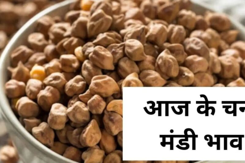 Chana Mandi Bhav 8 May 2026: देशभर में औसत भाव 5500 रुपये प्रति क्विंटल के करीब, मध्य प्रदेश और राजस्थान में स्थिरता, किसानों को मिल रही उम्मीद