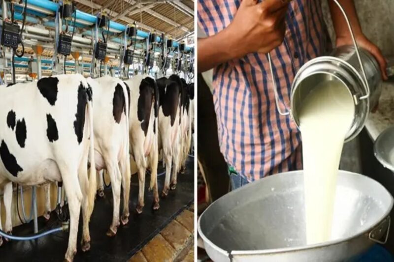 Dairy Business: यूपी की ग्रामीण महिलाएं बन रही हैं हाईटेक दुग्ध उद्यमी, मोबाइल ऐप से बदल रही है दूध की पूरी व्यवस्था