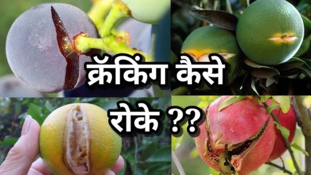 Fruit Cracking Tips