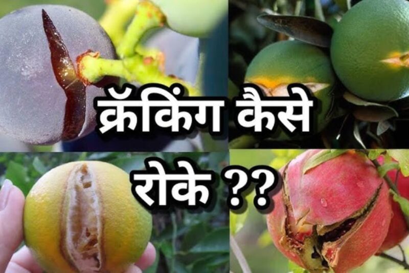 Fruit Cracking Tips: फलों के फटने और गिरने की समस्या से परेशान किसान? इन वैज्ञानिक टिप्स से बचाएं अपनी मेहनत की कमाई