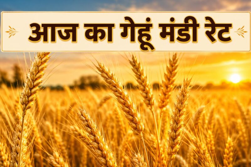 Gehun Mandi Bhav 13 May 2026: सहालग करीब होने से धीरे धीरे रफ्तार पकड़ रहे गेहूं के दाम, जानें आज के ताजा गेहूं मंडी भाव