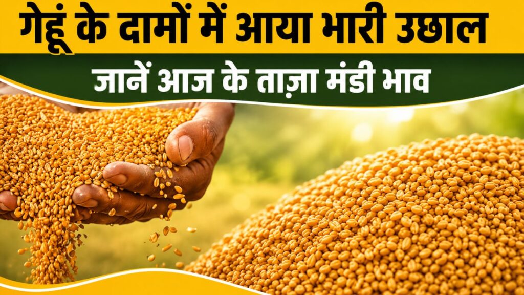 Gehun Mandi Bhav 14 May 2026