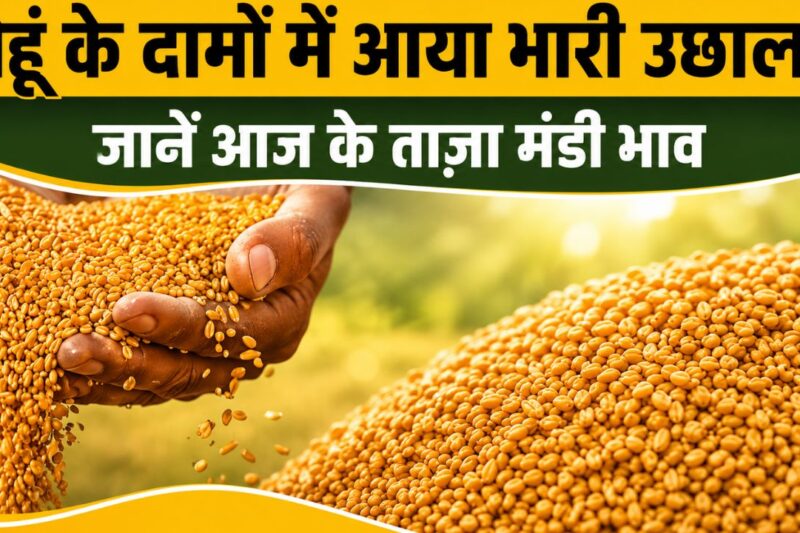 Gehun Mandi Bhav 14 May 2026: गेहूं के मंडी भाव में स्थिरता के साथ हल्की तेजी, किसानों को मिल रही अच्छी उम्मीद, जानें आज के ताजा गेहूं मंडी भाव