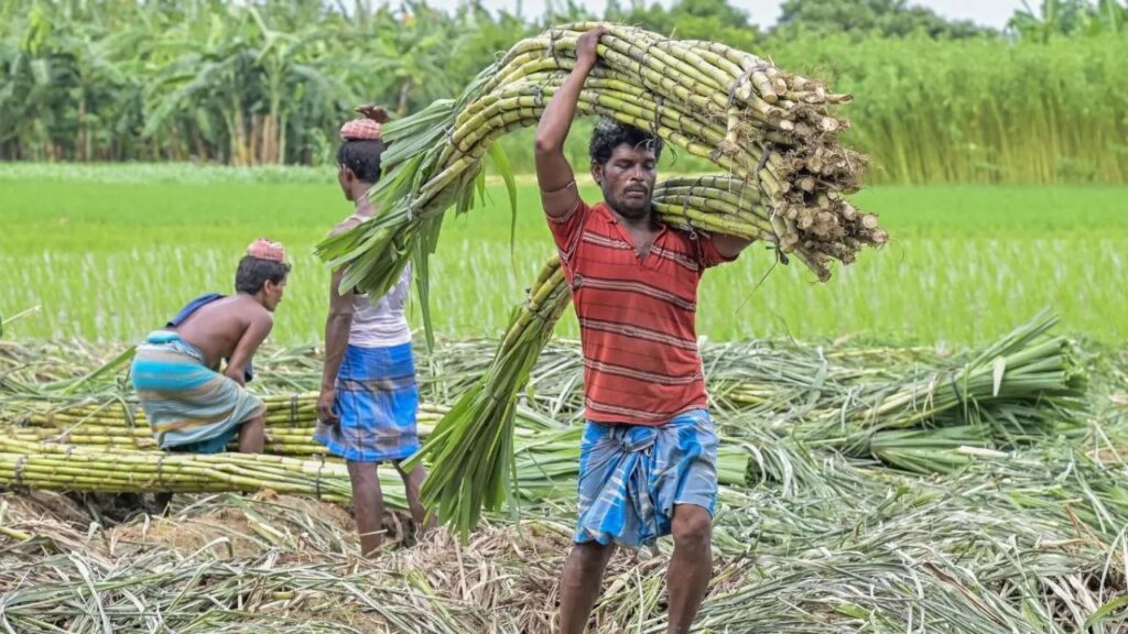 Haryana Sugarcane Farmer News
