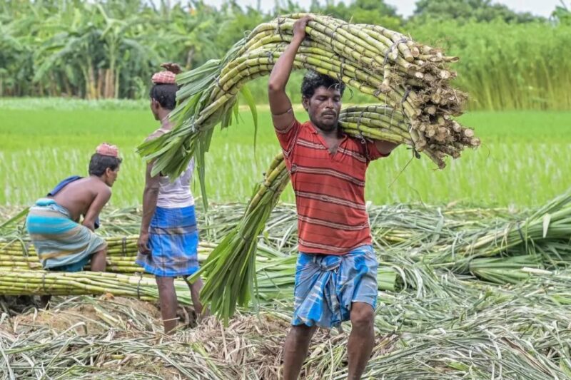 Haryana Sugarcane Farmer News: हरियाणा के गन्ना किसानों के लिए खुशखबरी, चौड़ी कतारों और एकल-आंख विधि पर अब मिलेंगे 5 हजार रुपये प्रति एकड़