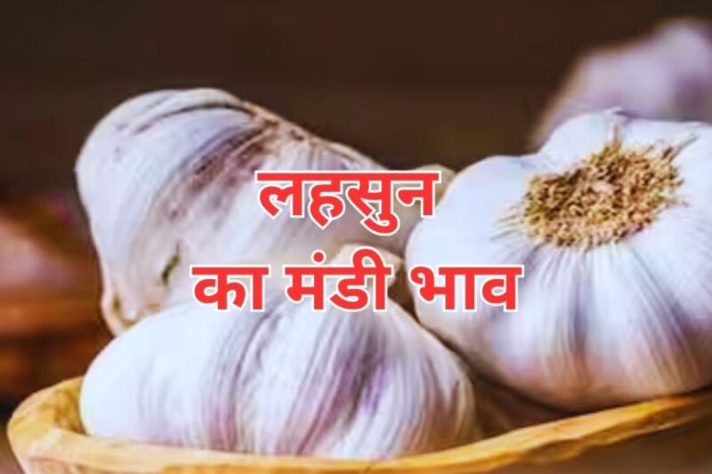 Lahsun Mandi Bhav 1 May 2026: देशभर में औसत दर 10500 से 13000 रुपये प्रति क्विंटल, कुछ मंडियों में तेजी तो कुछ में मंदी का रुख, जानें आज के ताजा लहसुन मंडी भाव