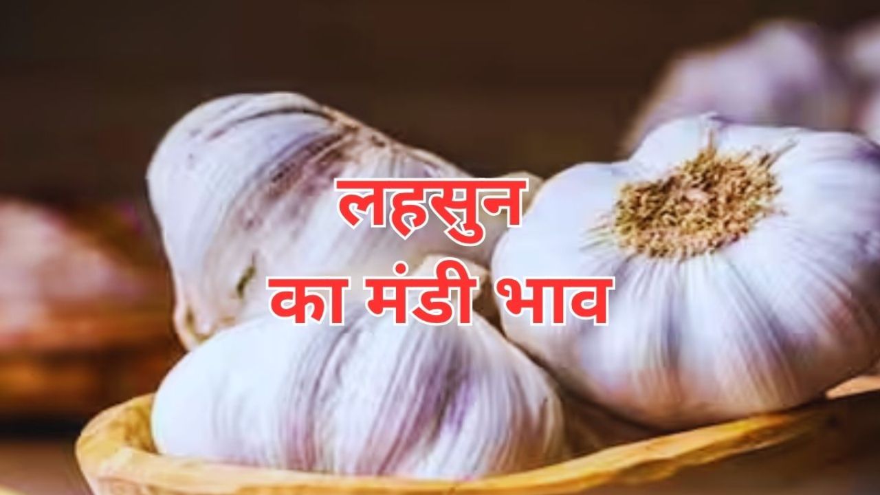 Lahsun Mandi Bhav 1 May 2026