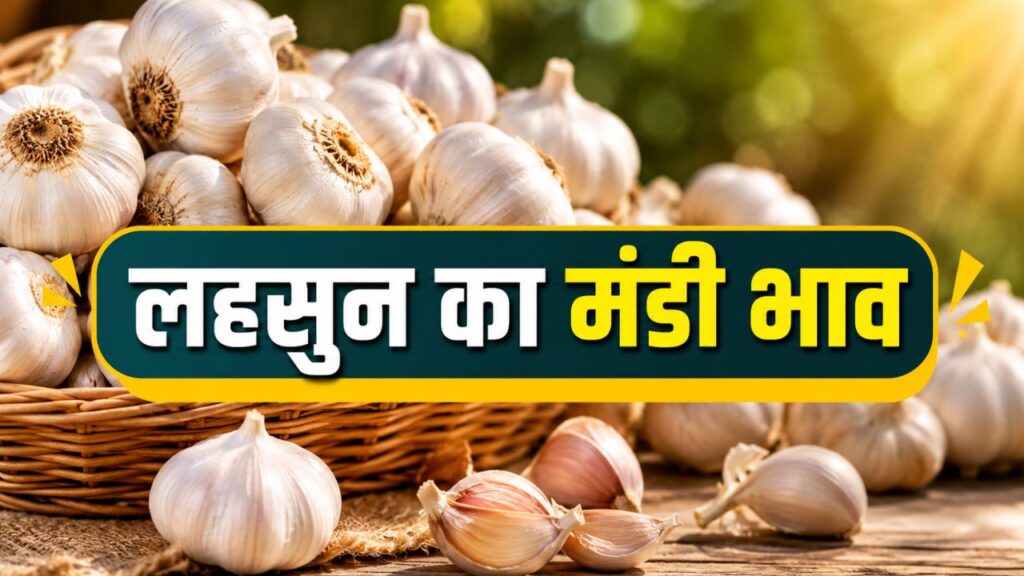 Lahsun Mandi Bhav 13 May 2026