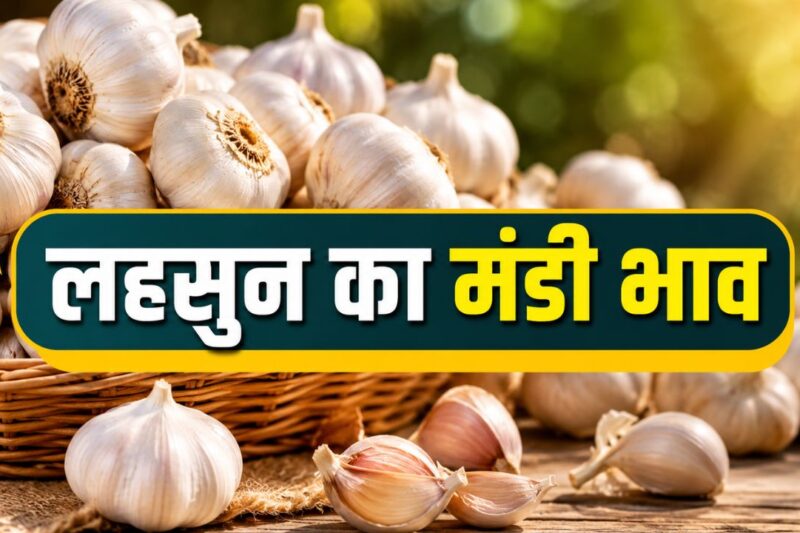 Lahsun Mandi Bhav 13 May 2026: लहसुन के मंडी भाव में स्थिरता बरकरार, आज देशभर में औसत भाव 14000 रुपये प्रति क्विंटल के आसपास