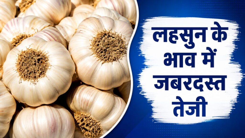 Lahsun Mandi Bhav 14 May 2026