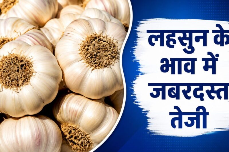Lahsun Mandi Bhav 14 May 2026: गुरुवार को लहसुन के बाजार में तेजी का रुझान, देशभर में भाव 13500 से 14500 रुपये प्रति क्विंटल के दायरे में, जानें आज के ताजा लहसुन मंडी भाव