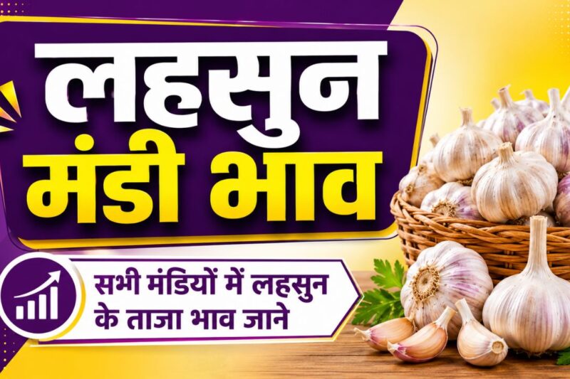 Lahsun Mandi Bhav 15 May 2026: शुक्रवार को लहसुन के बाजार में मध्यम तेजी दर्ज, जानें आज के ताजा लहसुन मंडी भाव