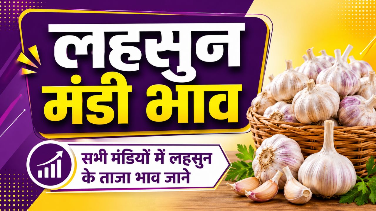 Lahsun Mandi Bhav 15 May 2026