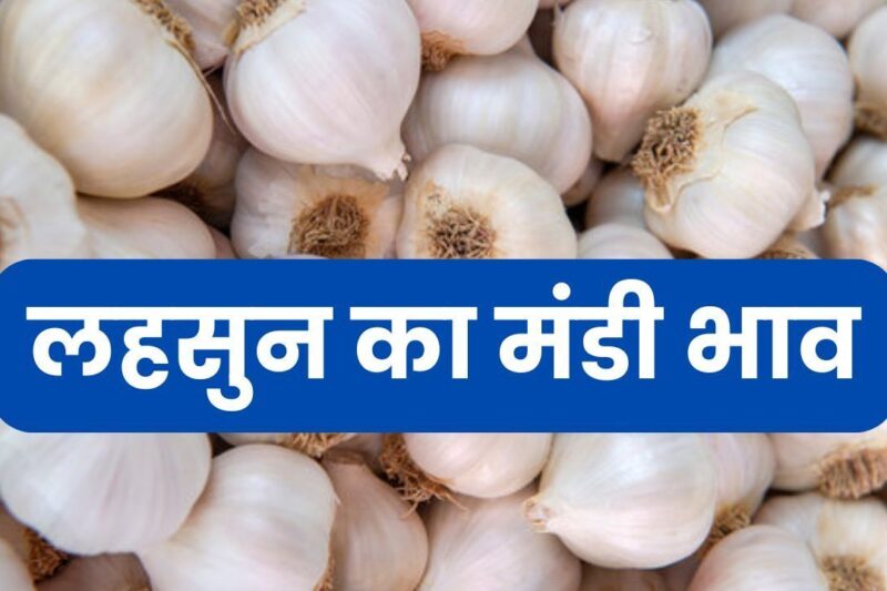 Lahsun Mandi Bhav 8 May 2026: देशभर में औसत भाव 10500 रुपये प्रति क्विंटल के करीब, मध्य प्रदेश और राजस्थान में तेजी, किसानों को मिल रही अच्छी कमाई