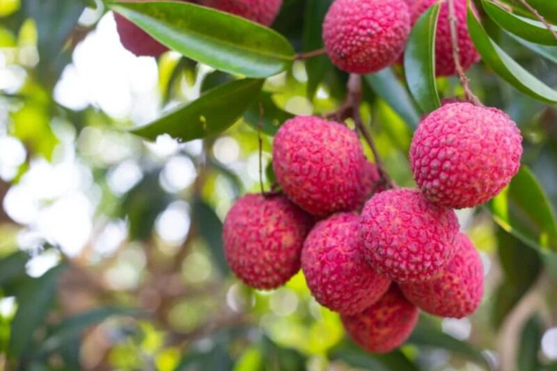 Litchi Farming Tips: लीची के बागों पर फल बेधक कीट का बढ़ता खतरा, समय रहते अपनाएं ये आसान उपाय, मुजफ्फरपुर लीची अनुसंधान केंद्र ने जारी की एडवाइजरी