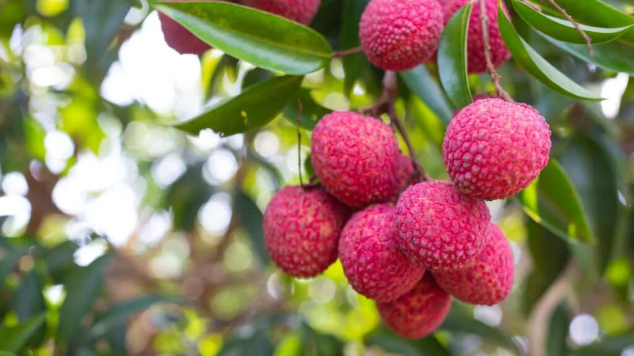 Litchi Farming Tips