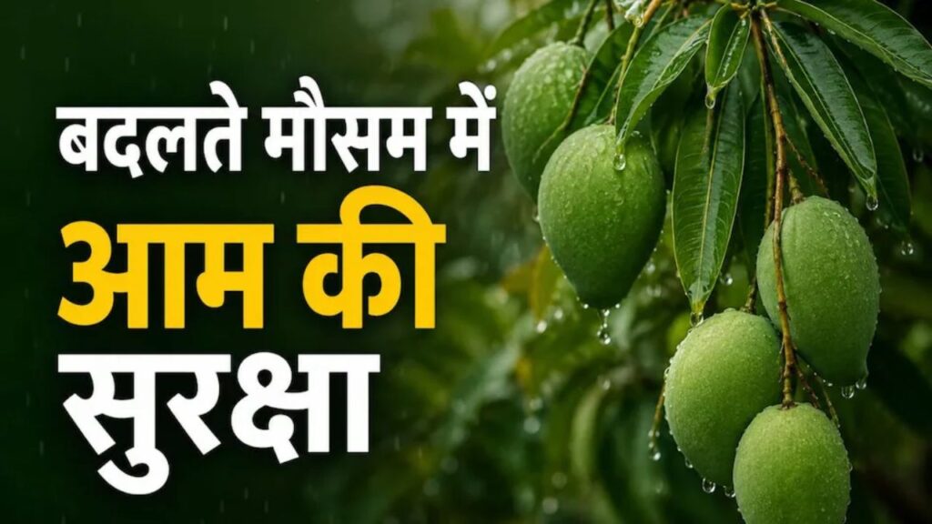 Mango Farming Tips
