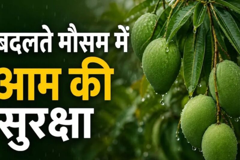 Mango Farming Tips: आम की खेती में मौसम के बदलते मिजाज से कैसे बचाएं फसल? बागवानों के लिए जरूरी टिप्स और ट्रिक्स 2026