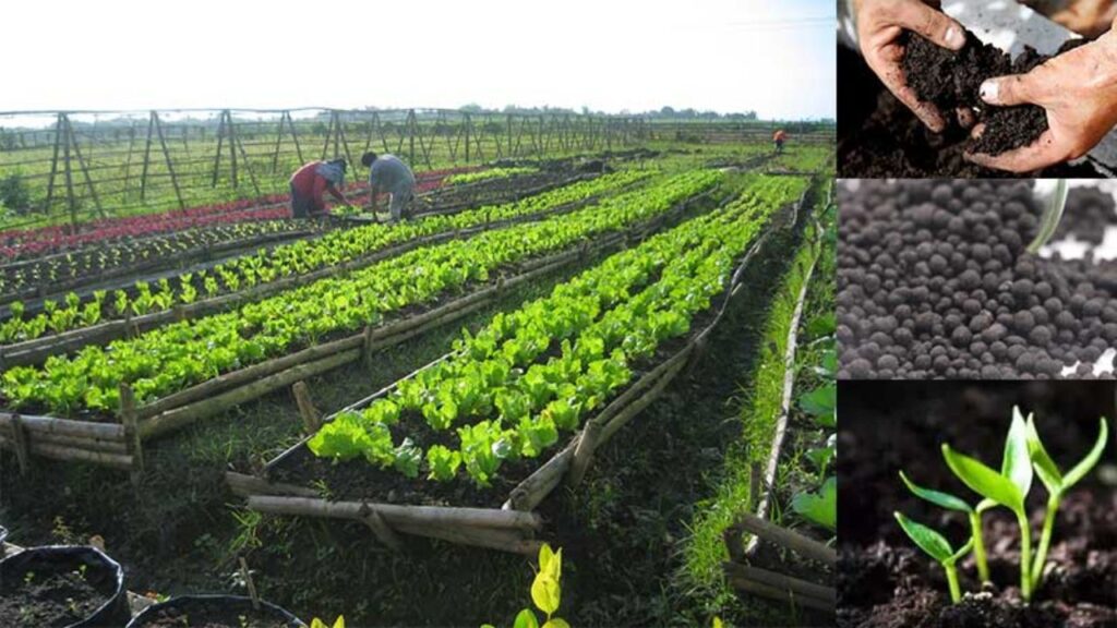 Organic Fertilizer for Farming