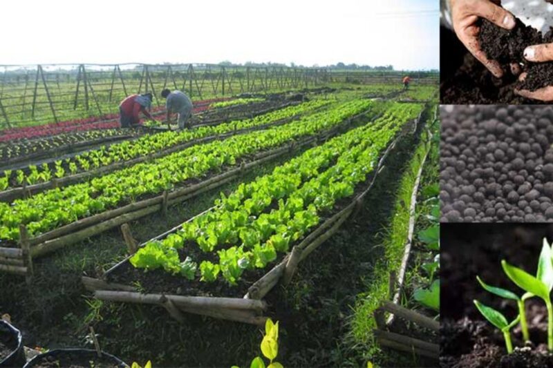 Organic Fertilizer for Farming: खेत की कमजोर मिट्टी को बना देगा उपजाऊ, घर पर तैयार ये देसी खाद धान, गेहूं और सब्जियों में बढ़ाएगी रिकॉर्ड पैदावार